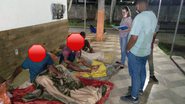 Divulgação