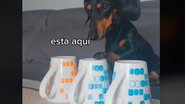 Reprodução: tik tok