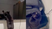 Reprodução/TikTok @wtfmiu