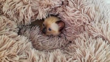 Reprodução/TikTok @safira_ilib