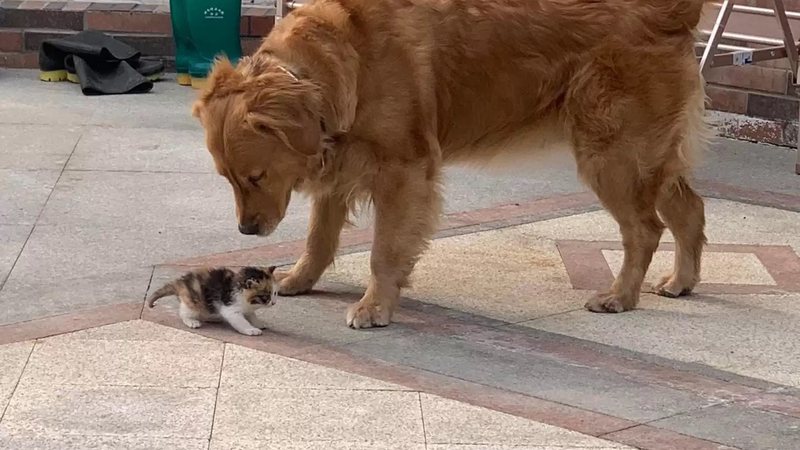 Gato refaz emblemática cena do filme Ghost e viraliza na web; assista