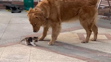 Imagem Cachorros encontram filhote de gato e adotam o felino