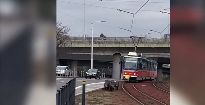 Imagem Família de javalis resolve sair para passear e engarrafa trânsito; veja vídeo
