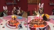 Imagem Cachorrinha convida “amigos educados” para sua festa e momento viraliza; assista