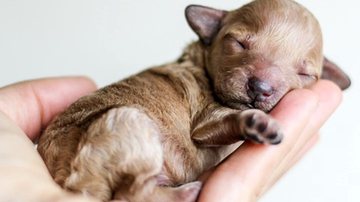 Foto Ilustrativa/Pixabay