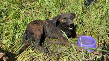 Divulgação/Corpo de Bombeiros