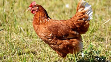 Foto Ilustrativa/Pixabay