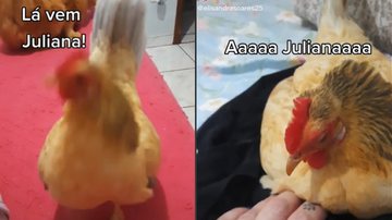 Imagem Galinha arranja lugar inusitado para chocar ovo; assista