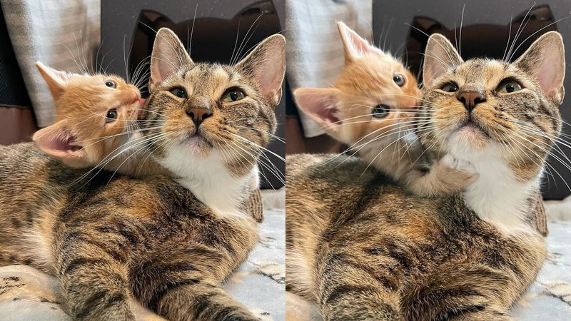 Reprodução/Instagram @newkittensontheblock