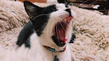 Reprodução/Facebook/Lauren Kasdan