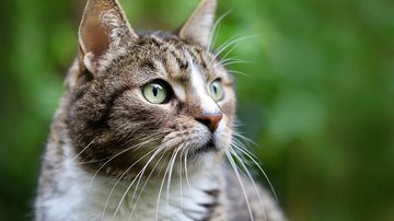 Foto Ilustrativa/Pixabay