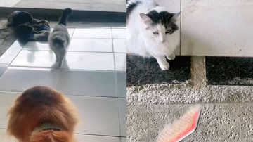 Reprodução/TikTok @joeygoldenlicia