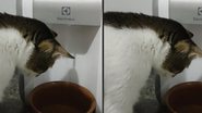 Imagem Dona de gata descobre motivo de alagamentos constantes em sua cozinha; assista