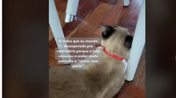 Imagem Dona de gata acha que pet estava sofrendo de paralisia e descobre a verdade no veterinário; entenda