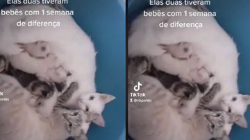 Imagem Gatas roubam filhotes uma da outra mas decidem resolver situação; veja vídeo e entenda
