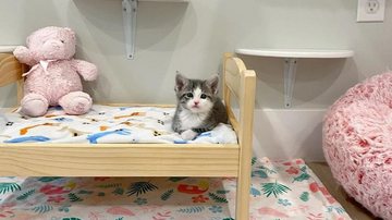 Imagem Gatinha fica encantada ao descobrir seu primeiro raio de sol; veja o momento