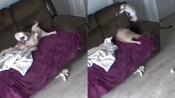 Reprodução/Twitter @Yoda4ever