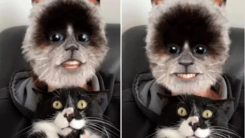 Kitten’s reaction to seeing her owner with a digital filter goes viral on the internet;  watch the video