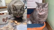 Reprodução/TikTok @catsmile001