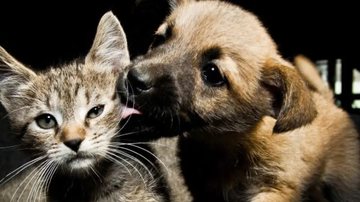 Imagem Estudo aponta tutor de qual tipo de pet é mais atraente e faz mais sexo; entenda