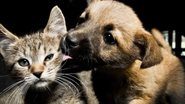 Imagem Estudo aponta tutor de qual tipo de pet é mais atraente e faz mais sexo; entenda
