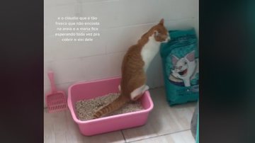 Reprodução / Tik Tok