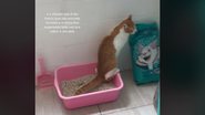 Reprodução / Tik Tok