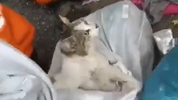 Reprodução/Twitter