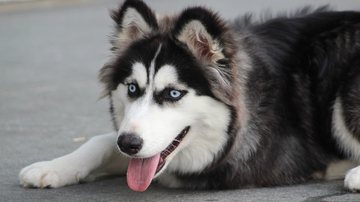 Foto Ilustrativa/Pixabay