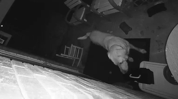 Reprodução/Youtube @ViralHog