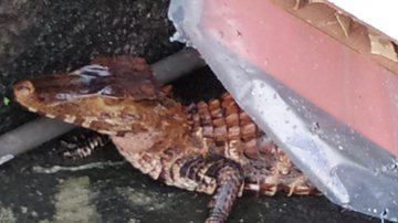 Divulgação/ Guarda Municipal de Salvador