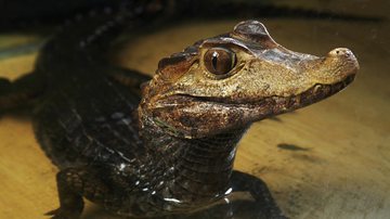 Imagem Moradores improvisam 'coleira' para resgatar jacaré; veja foto
