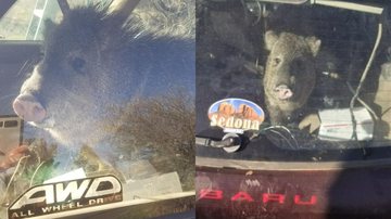 Reprodução/Instagram @ycsoaz