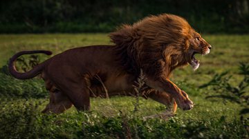 Imagem Vídeo mostra fuga inusitada de leão e internautas fazem piada: ‘Segure firme Simba’; assista