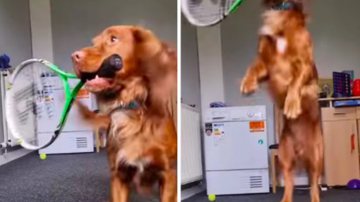 Reprodução/Instagram/ @trickspaniel