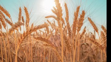 Ministério da Agricultura