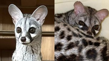 Arquivo Pessoal/Alexandra Ashe