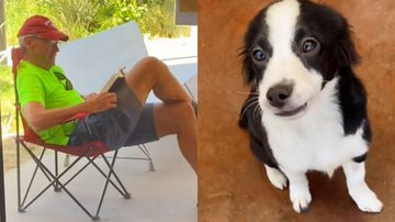 Reprodução/TikTok @palmspringsanimalshelter