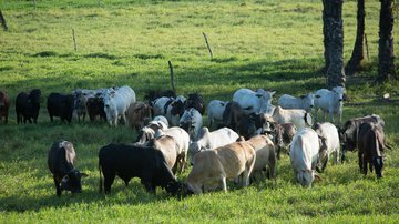 Wenderson Araujo/CNA