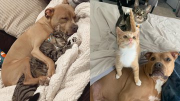 Reprodução/Instagram @wesleythechickennugget