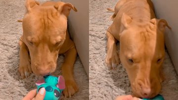 Reprodução/TikTok @thoreduardo