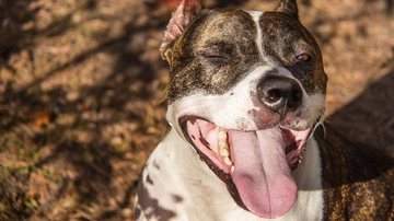 Foto Ilustrativa/Pixabay