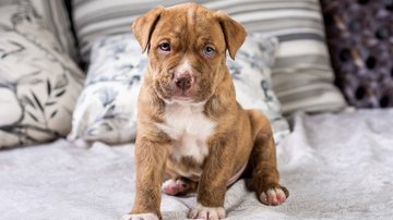 Foto Ilustrativa/Pixabay