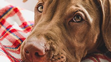 Reprodução Metropoles