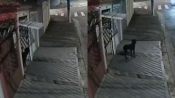 Reprodução/TikTok @klaus_ocorso