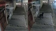 Reprodução/TikTok @klaus_ocorso