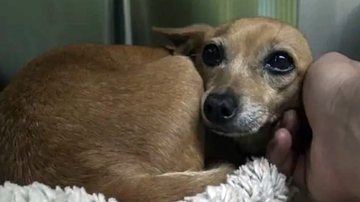 Reprodução/Hope For Paws