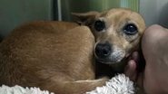 Reprodução/Hope For Paws