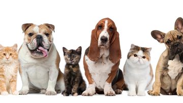 Reprodução/ Facebook @planetapetburitis