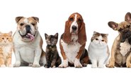 Reprodução/ Facebook @planetapetburitis